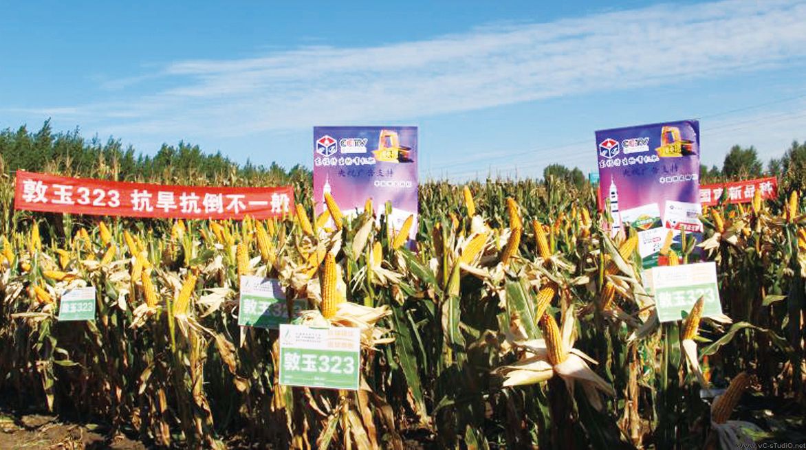 種子營銷公司大力組織召開全國種子市場(chǎng)品種觀摩會(huì)